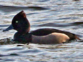 Ferrginous Duck x Tufted Duck hybrid